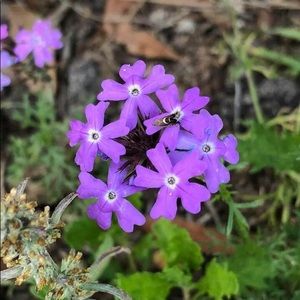 Meet your Posher, Wanda